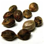 Семена марихуаны АК-47  (Seeds AK-47) в Богдановиче